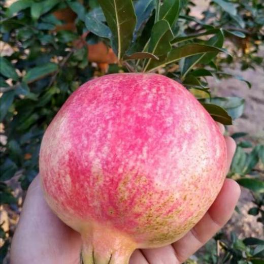 桑葚干/（熟）生态小粒黑芝麻/软籽石榴干丨有机种植桑葚，自然成熟，富含花青素，无糖无熏硫；有机种植突尼斯石榴果干，无化肥农药；农家种植小粒黑芝麻，人工慢火慢炒，⭐️顺丰快递 商品图11