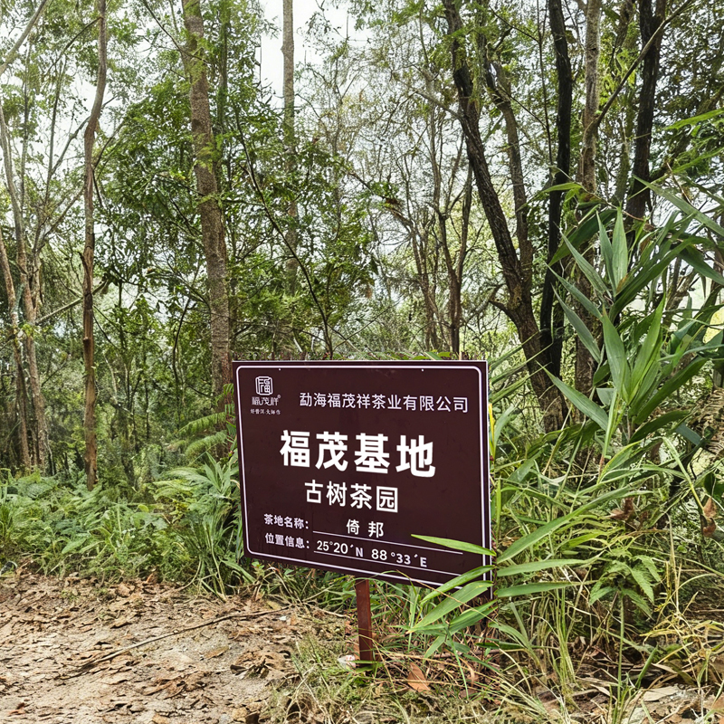 【V3级以上老客专享300元/份】【易武狠货-福茂基地】荒放4年首次开采！倚邦自有古茶园基地；共18棵古树级单株其中有6棵高杆；首次分享；量少稀珍必抢！野性足！500g/份