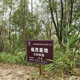 【V3级以上老客专享300元/份】【易武狠货-福茂基地】荒放4年首次开采！倚邦自有古茶园基地；共18棵古树级单株其中有6棵高杆；首次分享；量少稀珍必抢！野性足！500g/份
