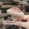 小空山有机段木香菇（基地直发-中通包邮）|1斤、2斤装，来自河南南召，生产者：李鹏【合作生产，公平贸易】 商品缩略图2