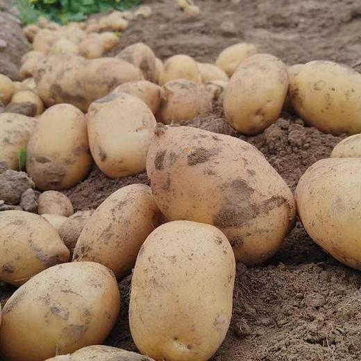 兰州精品土豆5千克 商品图1