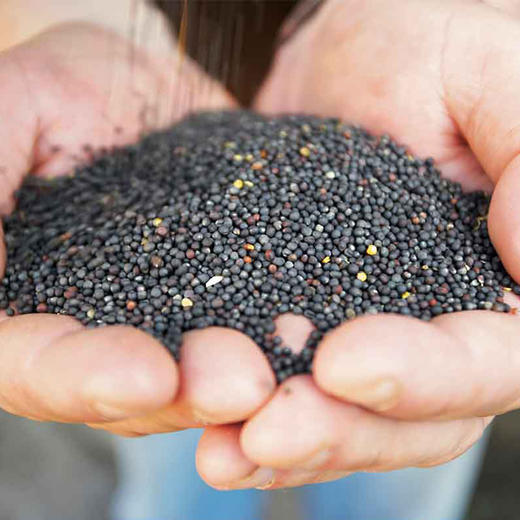 神农唛有机浓香菜籽油礼盒装 物理压榨食用油伴手礼900ml*2瓶 商品图4