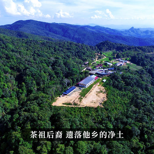 11月20日中午12点【班章王单株】【蕞后一年分享】2025年春茶勐海茶区班章王巧合之约绝佳品质，100克/饼 商品图8