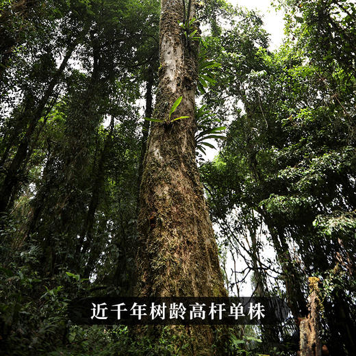 11月20日中午12点【班章王单株】【蕞后一年分享】2025年春茶勐海茶区班章王巧合之约绝佳品质，100克/饼 商品图1