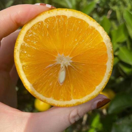 湖南麻阳冰糖橙 当季现摘 皮薄多汁 纯甜无酸橙子 商品图3