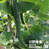 青青自产有机刺黄瓜/玉女黄瓜 3斤 基地发货 顺丰包邮 商品缩略图4