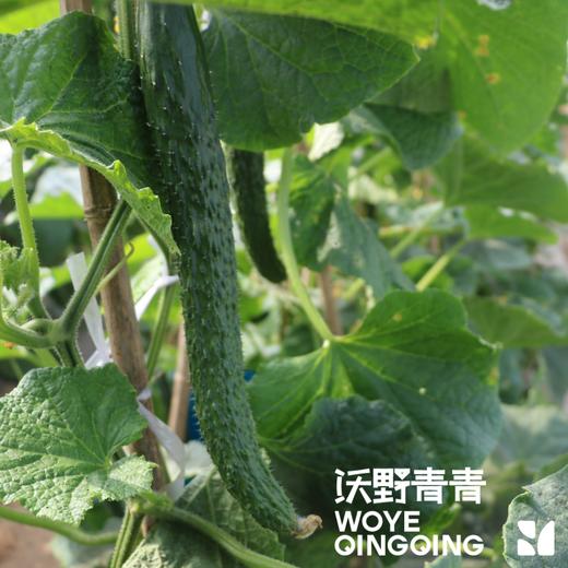 青青自产有机刺黄瓜/玉女黄瓜 3斤 基地发货 顺丰包邮 商品图4