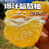 【送简易榨汁杯】福建漳州黄金葡萄柚 果肉饱满  商品缩略图0