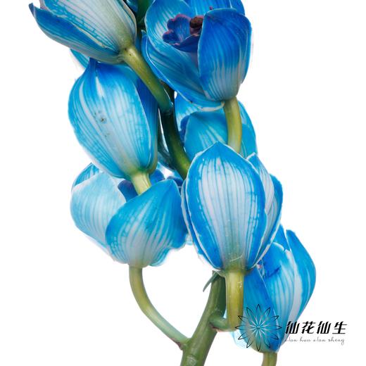 大花蕙兰 | 吸色天空蓝【人工吸色，有色差，慎重下单】 商品图4