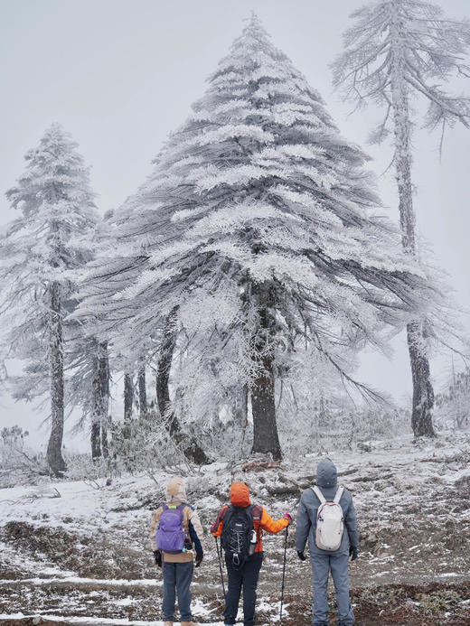 云南 | 孔雀山徒步2/3天，两路线可选，常规户外领队团，香格里拉高原湖泊冬景/白马雪山//飞来寺/香格里拉/同乐村！丽江或香格里拉往返可选！五一端午路线提前预定！ 商品图1
