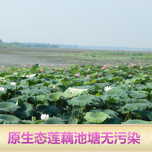 湖北洪湖粉藕 现挖九孔口感粉糯香甜 商品图2