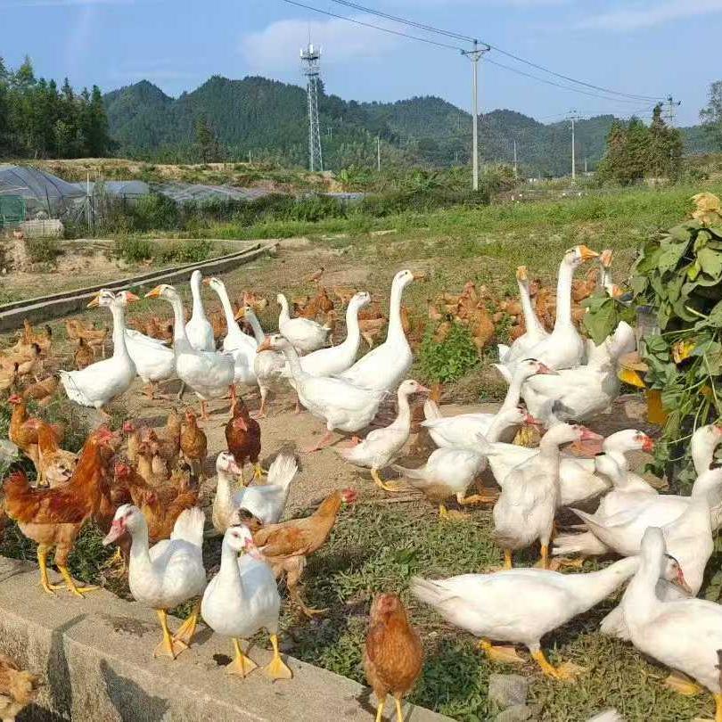 周五发货！【开化农场的鹅】果之澜农业自养，无饲料、无激素、无抗生素，吃玉米、甜瓜、米糠等纯粮喂养，自然生长！开化公司杀好发货，江浙沪顺丰包邮~