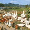 周五发货！【开化农场的鹅】果之澜农业自养，无饲料、无激素、无抗生素，吃玉米、甜瓜、米糠等纯粮喂养，自然生长！开化公司杀好发货，江浙沪顺丰包邮~ 商品缩略图0
