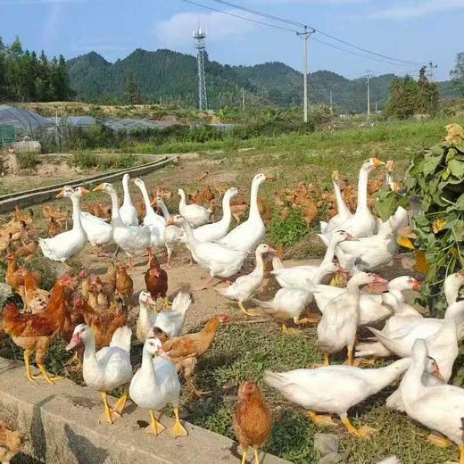 周五发货！【开化农场的鹅】果之澜农业自养，无饲料、无激素、无抗生素，吃玉米、甜瓜、米糠等纯粮喂养，自然生长！开化公司杀好发货，江浙沪顺丰包邮~ 商品图0