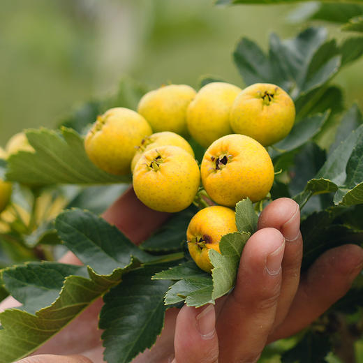 【送礼必备】时令水果礼盒 应季新鲜自然熟小蜜梨黄山楂精品水果礼盒   节日礼盒 可支持企业定制 商品图7