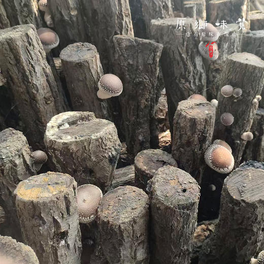 小空山有机段木香菇（基地直发-中通包邮）|1斤、2斤装，来自河南南召，生产者：李鹏【合作生产，公平贸易】 商品图5