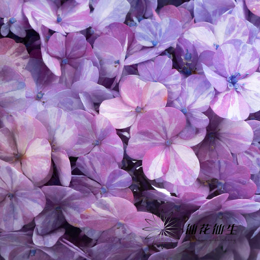 绣球 | 晴天蓝色 商品图1