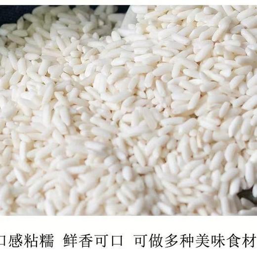 云梦 古泽黄香糯米 商品图3