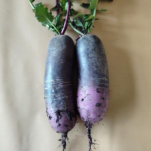 冰激凌萝卜 商品图0