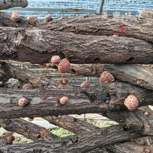 小空山有机段木香菇（基地直发-中通包邮）|1斤、2斤装，来自河南南召，生产者：李鹏【合作生产，公平贸易】 商品图6