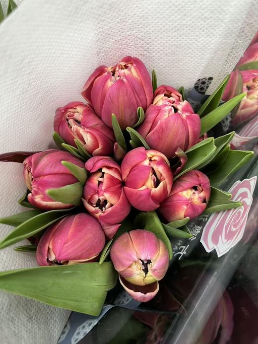 国产郁金香合集 商品图1