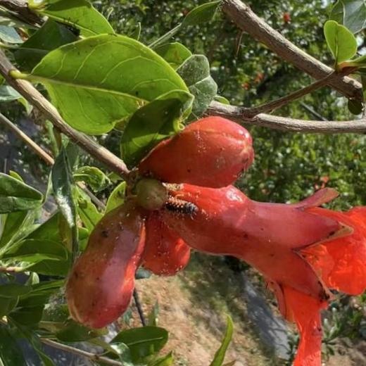 桑葚干/（熟）生态小粒黑芝麻/软籽石榴干丨有机种植桑葚，自然成熟，富含花青素，无糖无熏硫；有机种植突尼斯石榴果干，无化肥农药；农家种植小粒黑芝麻，人工慢火慢炒，⭐️顺丰快递 商品图7