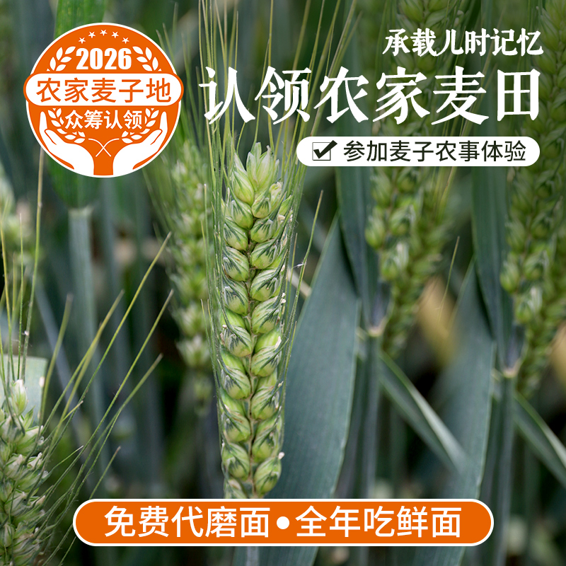 儿时多农味  唯爱麦时开   快来认领2026年你在密云的麦田  (可分批代磨鲜面粉  全年吃鲜面)