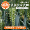 儿时多农味  唯爱麦时开   快来认领2026年你在密云的麦田  (可分批代磨鲜面粉  全年吃鲜面) 商品缩略图0