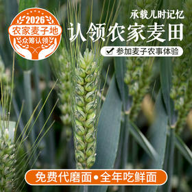 儿时多农味  唯爱麦时开   快来认领2026年你在密云的麦田  (可分批代磨鲜面粉  全年吃鲜面)