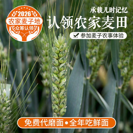 儿时多农味  唯爱麦时开   快来认领2026年你在密云的麦田  (可分批代磨鲜面粉  全年吃鲜面) 商品图0