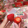 【丹东99草莓】明星产品，一定要尝一尝，娇艳欲滴，草莓娇嫩，部分果子有磕碰属正常现象，请勿介意 商品缩略图10