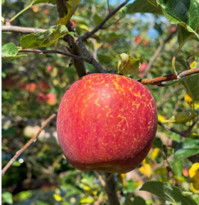 丑苹果6斤装【MJ】