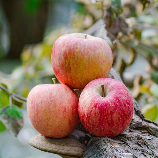 阿克苏冰糖心苹果【29元购】丨汁水充盈 口感细腻无渣 商品图4