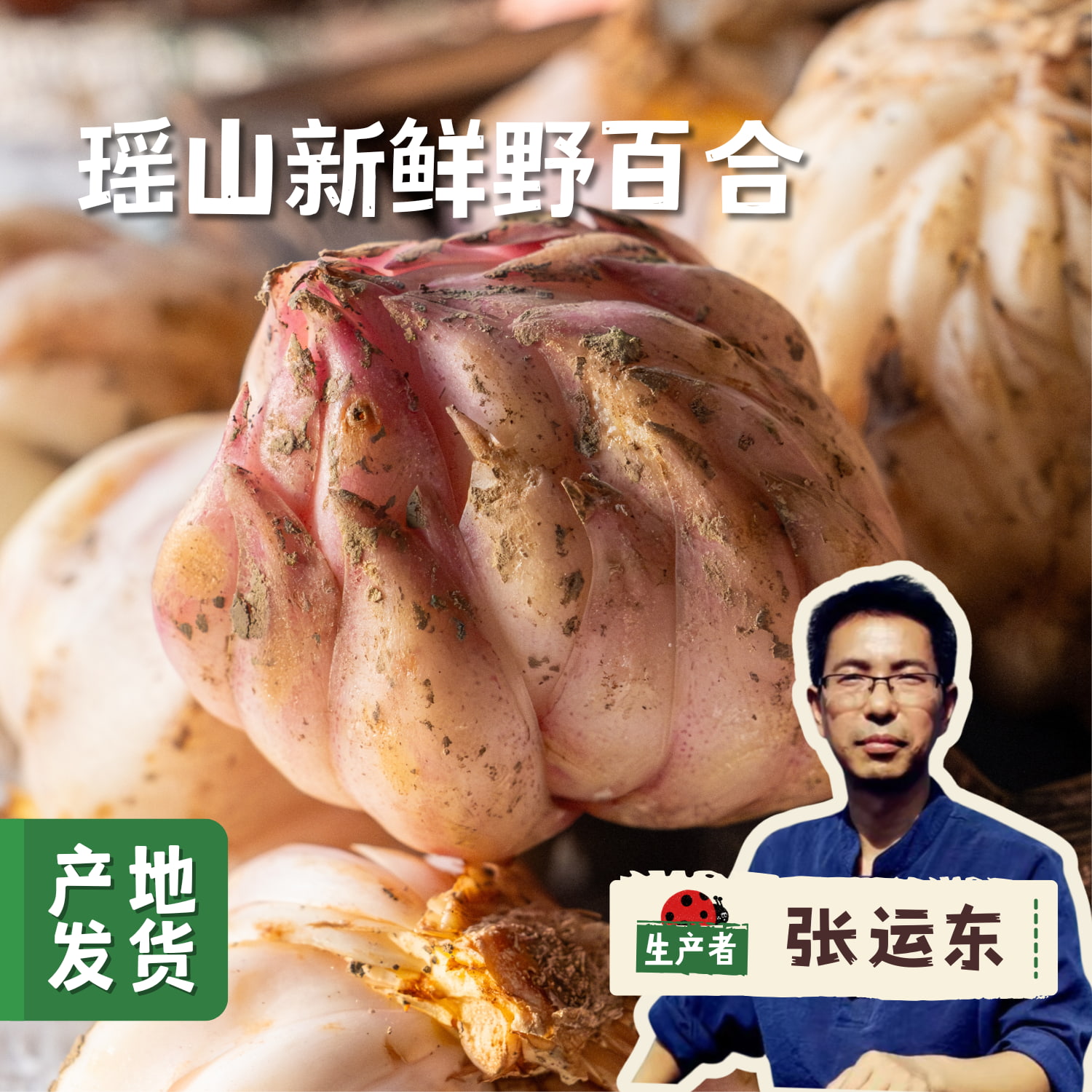 粤北瑶山新鲜野百合（龙牙百合）1斤/3斤 | 合作农友生产，来自广东连南瑶族自治县，生产者：张运东 *【公平贸易农人定价】