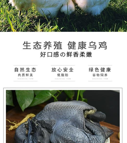 现杀乌鸡45元1只2.5-3斤，明天到 商品图2