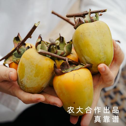 【外面买不到系列】2026饱记·临安山核桃 第十二年 焦香松脆，自然原味 商品图1