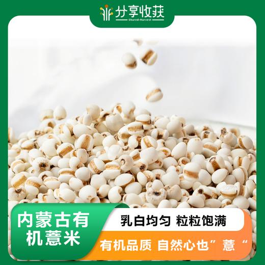 内蒙古有机薏米 | 乳白均匀 粒粒饱满 | 公平贸易 * Inner Mongolia Organic Job's Tears 商品图0
