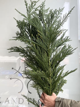 国产花材-【天竺少女】