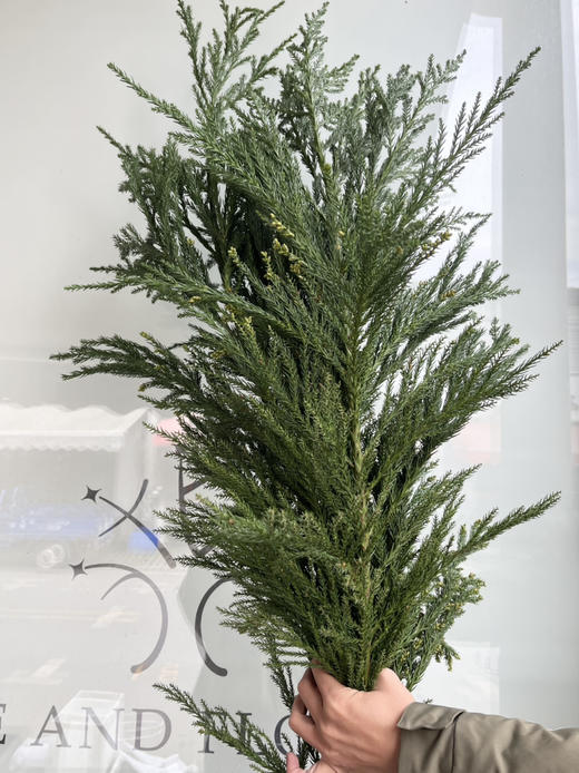 国产花材-【天竺少女】 商品图0