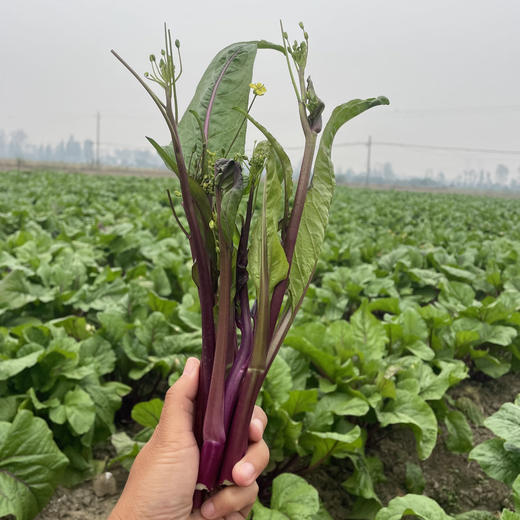 【京遇乡情专拍】红菜苔 （顺丰包邮）3斤/4斤装 商品图4