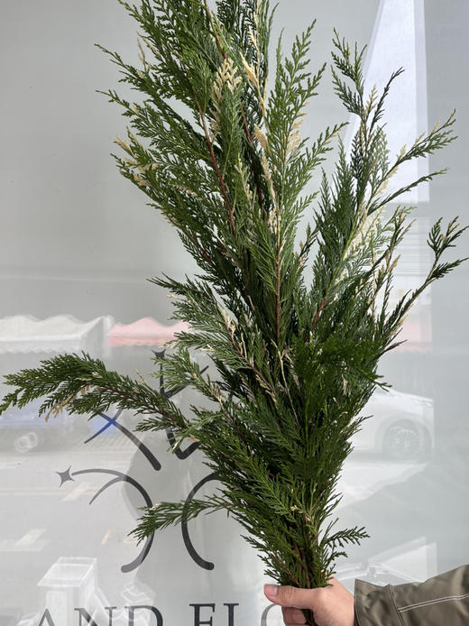 国产花材-【花松】 商品图2