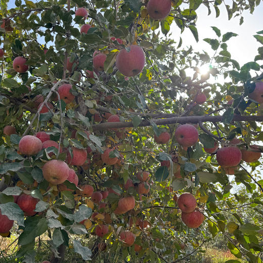 【预售12月29日发货】有机红富士苹果 | 新疆阿克苏 商品图2