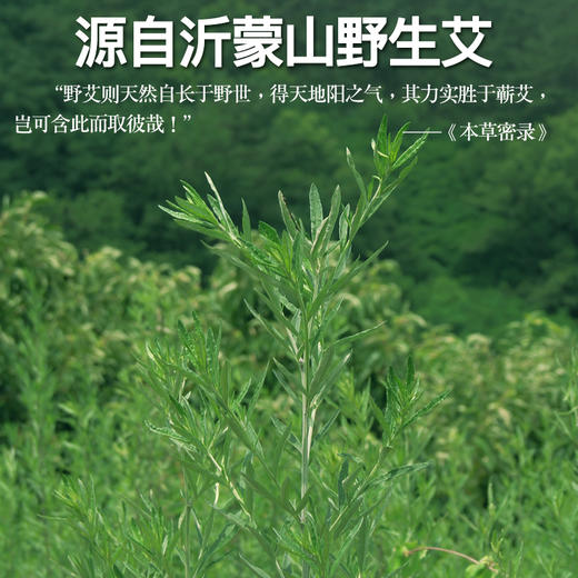 15:1金艾条 1.9*21cm 10支/盒 商品图1