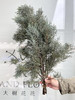 国产花材-【雪花松】 商品缩略图1