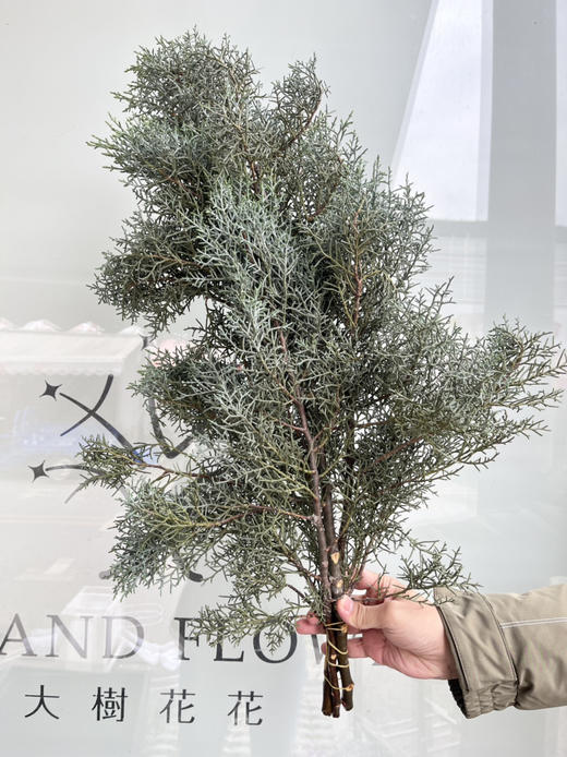 国产花材-【雪花松】 商品图1