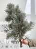 国产花材-【雪花松】 商品缩略图0