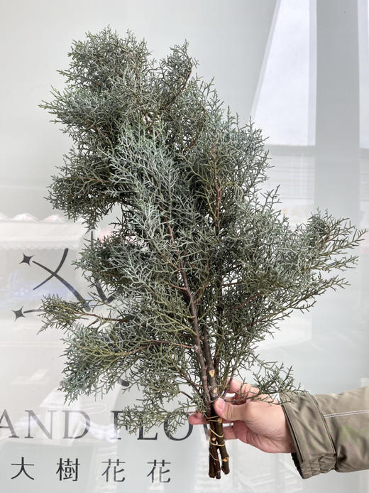 国产花材-【雪花松】 商品图0