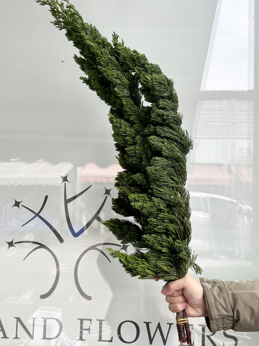 国产花材-【龙柏松】 商品图2