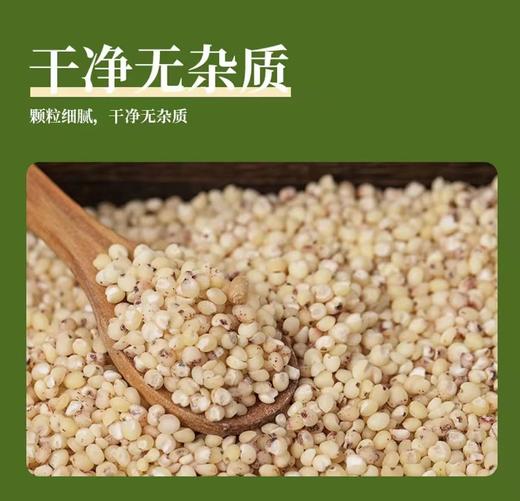 豫粮优选·五谷粮品白高粱米1500g  色泽光亮 颗粒饱满 商品图3