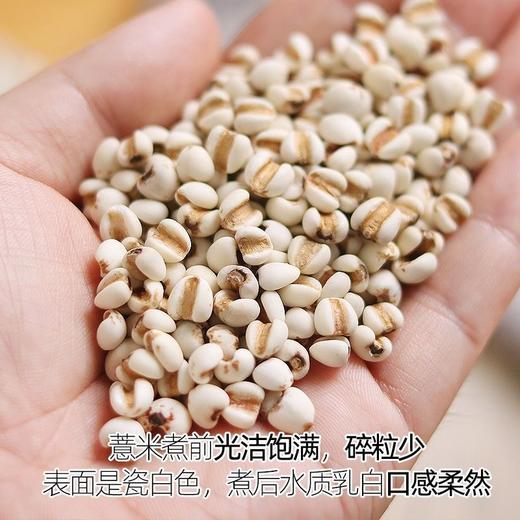 豫粮优选·五谷粮品大薏米500g  光洁饱满 碎粒少 口感柔软 商品图3